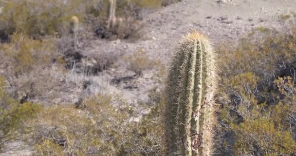 Detalle de Cardon, planta suculenta de cactus, Trichocereus, vegetación arbustiva en el fondo moviéndose con el viento. Jarillas, Larrea. Vagetación nativa de Argentina . — Vídeo de stock