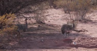 Vahşi Choique, çalılar Talampaya Milli Parkı'nda arasında uyarı pozisyonda Rhea pennata birkaç ayrıntı. Rioja Eyaleti, Arjantin, Cuyo. Dünya doğal mirası