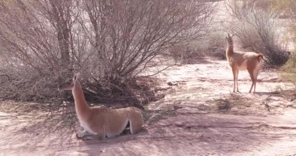 Detalle de pareja de Guanacos salvajes, Lama guanicoe, descansando entre arbustos, vegetación Monte. Animales en el Parque Nacional Talampaya. Provincia de Rioja, Argentina, Cuyo. Patrimonio natural de la humanidad — Vídeo de stock