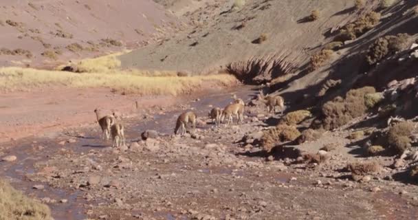 Grupo de animales salvajes, Vicua, Vicugna vicugna, comer hierbas y agua potable del río, Valle. Altas montañas erosionadas de colores en el fondo. Provincia de Rioja, Argentina. Cuyo. . — Vídeos de Stock