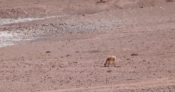 Vicua Salvaje, Vicugna vicugna, que come del suelo erosionado en las altas montañas de los Andes en la provincia de Rioja, Laguna Brava. Argentina. Animal nativo solitario . — Vídeo de stock