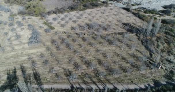 Drone aereo scena di colture di nogoli sul bacino del Fiume Giallo in Famatina Montagne. Camera si muove lungo la produzione fino al fiume d'oro. La Rioja, Argentina . — Video Stock