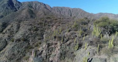 Kaktüs, ağaçlar ve çalılar kayalık dağ hava dron sahne. Uçan ağaca, tepenin üst kısmında Prosopis. Arka plan aşınmış Dağları. San Agustin, San Juan Eyaleti