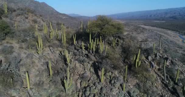 Escena Aérea Drones Montaña Rocosa Con Cactus Árboles Arbustos Ascendente — Vídeo de stock