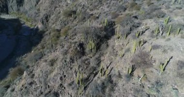 Kaktüs, ağaçlar ve çalılar kayalık dağ hava dron sahne. Uçan hill side, ayrıntı kaktüs ve kuru bitki örtüsü doğru. San Agustin, San Juan Eyaleti