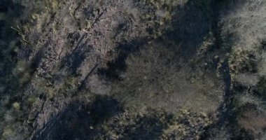 Dağ yerel bitki örtüsü ile hava senital sahne. Kaktüs, Prosopis, Algarrbo, otlar, bitkiler için kuru iklim adapte. San Juan Eyaleti