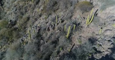 Kaktüs, ağaçlar ve çalılar kayalık dağ hava dron sahne. Bitki örtüsü dağ detay yaklaşıyor. San Agustin, San Juan Eyaleti