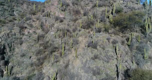 Escena Aérea Drones Montaña Rocosa Con Cactus Árboles Arbustos Volando — Vídeo de stock