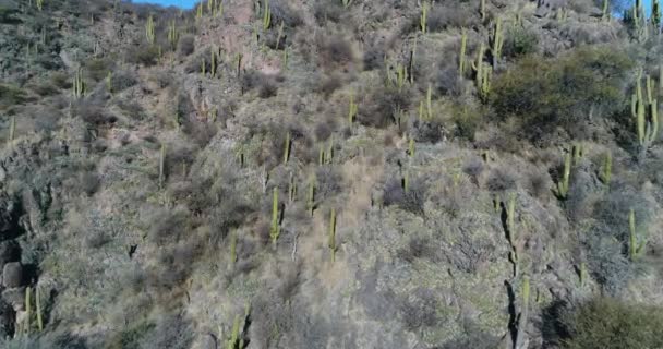 Cena Drones Aéreos Montanha Rochosa Com Cactos Árvores Arbustos Voando — Vídeo de Stock