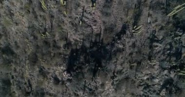 Dağ yerel bitki örtüsü ile hava senital sahne. Kaktüs, Prosopis, Algarrbo, otlar, bitkiler için kuru iklim adapte. San Juan Eyaleti