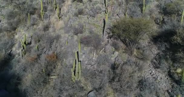 Luchtfoto Drone Scène Van Rotsachtige Berg Met Cactus Bomen Struiken — Stockvideo