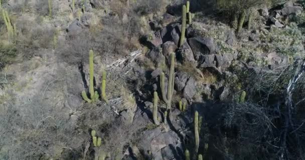 Luchtfoto Drone Scène Van Rotsachtige Berg Met Cactus Bomen Struiken — Stockvideo