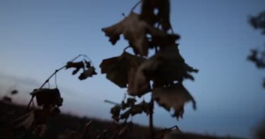 Bağ sonbahar günbatımı, Güneş siyah ışık ve işaret fişekleri. Kamera üzüm bitki yaprakları hareket eder. Uci Vadisi, Mendoza, Arjantin. Şarap üretimi.