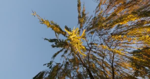 挂在早午餐和树叶在日落的细节与相机指向天空和旋转 树关闭 — 图库视频影像