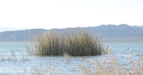 Precipita Lago Atardecer Moviéndose Con Viento Fondo Patos Nadando Detrás — Vídeos de Stock