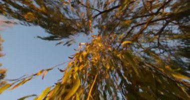 Willow, Salix, hangging brançlardan kamera gökyüzüne işaret ve çorbaları kuru sarı yaprakları ile kata boyunca seyahat gün batımında detayını. Arka plan tuğla İnşaat.