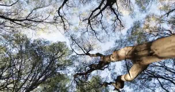 Caminhando na floresta olhando de cima para a copa da árvore. Imagens de vegetação nativa. Mendoza, Argentina — Vídeo de Stock