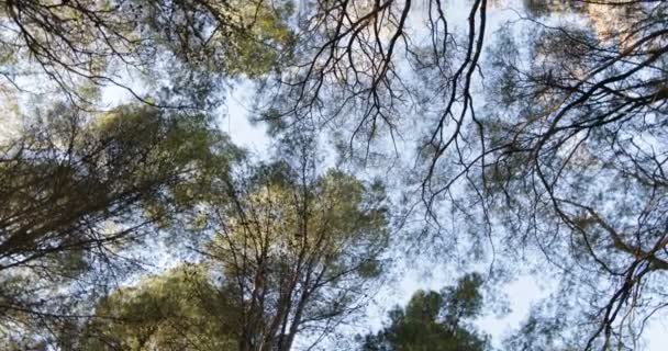 Circulaire beweging kijken opwaartse naar boom baldakijn in het bos. Inheemse vegetatie beelden. Mendoza, Argentinië — Stockvideo