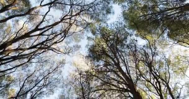 Caminhando na floresta olhando para cima para a copa da árvore. Imagens de vegetação nativa. Mendoza, Argentina — Vídeo de Stock