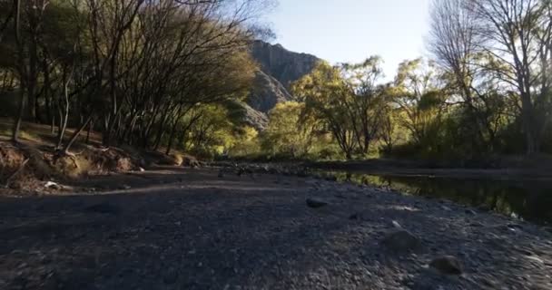 Promenader på Atuel rocky riverbend mellan inhemska träslag på gyllene timmen. Facklor och volym ljus. Mendoza, Argentina. — Stockvideo