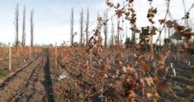 Üzüm, doğrusal plantasyon yürüyüş bağ. Sonbahar sezonu. Ayrıntı bitki ve kuru colourd bırakır. Şarap üretimi, içecek endüstrisi. Mendoza, Arjantin