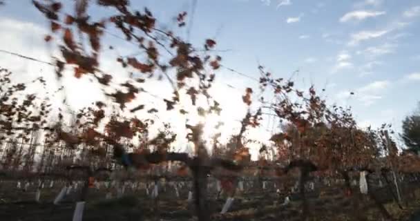 Caminar Largo Plantación Lineal Uvas Viñedo Atardecer Temporada Otoño Detalle — Vídeo de stock