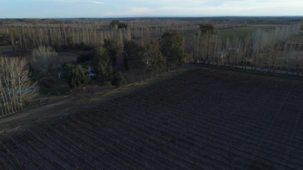 Scène aérienne de drone de ferme, parcelles, raisins et production de vin, lignes de plantation à San Rafael, Mendoza. Automne, automne. Caméra vers le bas. saison de taille. Coucher de soleil, heure dorée avec de longues ombres .