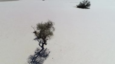 Hava dron sahne barreal çöl aimogasta, la rioja, Arjantin midel izole yıpranmış ağacı. Kamera yavaş yavaş ağaç izleme etrafında hareket. Belgili tanımlık andes dağ arka planda.