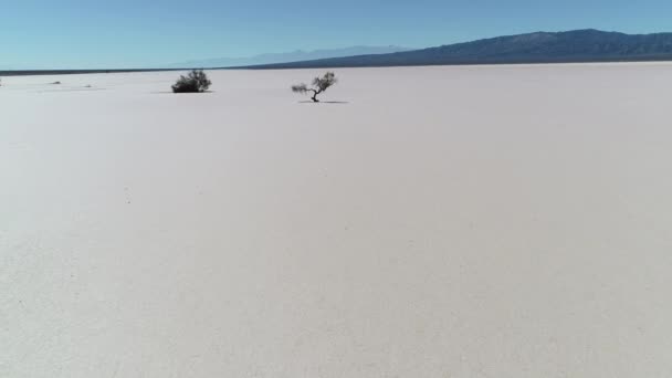 在阿根廷的伊莫加斯塔、拉里奥哈, 在巴拉尔沙漠的中心, 空中无人机上有孤立的风化树。相机慢慢地向前移动, 靠近地板。背景上的安德斯山. — 图库视频影像