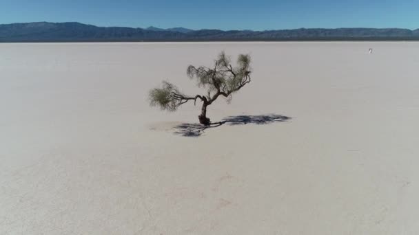 Drohnen-Szene von isolierten verwitterten Baum in der Mitte der Wüste Barreal bei aimogasta, la rioja, Argentinien. Kamera bewegt sich langsam nach oben und verfolgt Baum. die Anden-Berge im Hintergrund. — Stockvideo