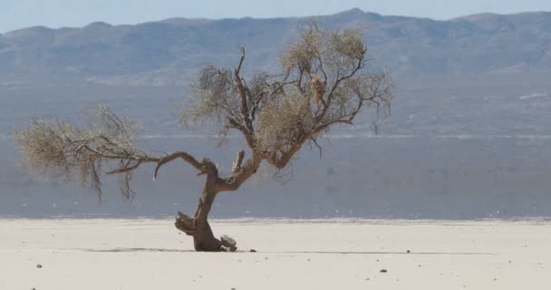 Detail of weathered lonely tree at very arid, dry and desertic landscape in barreal, aimogasta, la rioja, argentina. Hot and mirage effect on the background mountains. — Stock Video