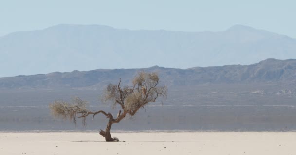 Detail of weathered lonely tree at very arid, dry and desertic landscape in barreal, aimogasta, la rioja, argentina. Hot and mirage effect on the background mountains. — Stock Video