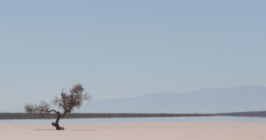 Çok kuru, kurak ve desertic peyzaj barreal, aimogasta, la rioja, Arjantin yıpranmış yalnız ağacının ayrıntı. Sıcak ve serap arka plan Dağları üzerinde etkisi.