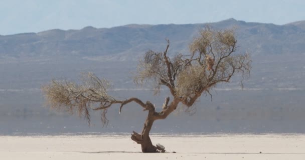 Деталь вивітрюваного самотнього дерева в дуже посушливому, сухому і дезертирному ландшафті в Барреаль, Мефогаста, Ла-Ріоха, Аргентина. Гарячий і міражний ефект на фоні гір . — стокове відео