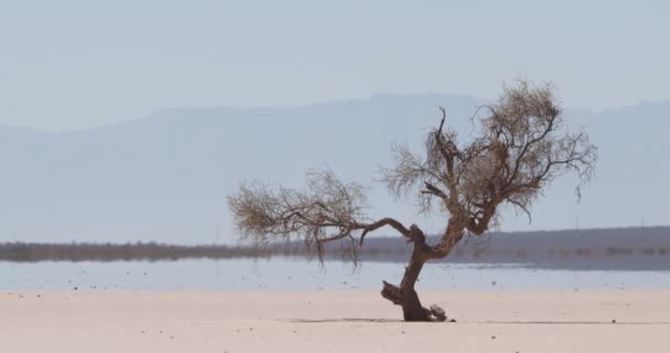 Detalle de árbol solitario erosionado en paisaje muy árido, seco y desértico en barreal, aimogasta, la rioja, argentina. Efecto caliente y espejismo en las montañas de fondo . — Vídeos de Stock