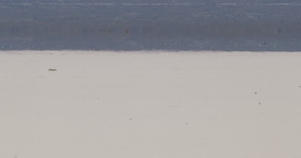 Деталь гарячого і mirage вплив на barreal в пустелі aimogasta, Ла-Ріоха, Аргентина. Андах на тлі. — стокове відео