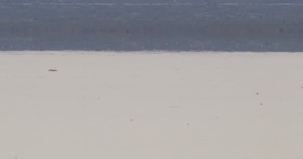 Detail of hot and mirage effect on barreal desert at aimogasta, la rioja, argentina. The andes mountains on the background. — Stock Video