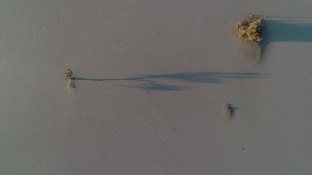 Cena de drones senitais aéreos de deserto plano cinza seco com poucas árvores e arbustos. A câmara está a subir. Aimogasta, província de Rioja, Argentina . — Vídeo de Stock