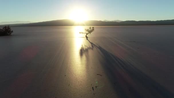 Cena de drone aéreo de silhueta de árvore torcida seca ao pôr-do-sol em um solo seco quebrado. Deserto com reflexo do sol, câmera se move em direção a árvore. Barreal de Arauco, Argentina — Vídeo de Stock