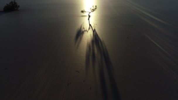 空中无人机场景的干燥扭曲的树 silhuette 在背光在日落在干燥的破碎的土壤。沙漠与太阳的反射, 相机向树移动。Barreal de Arauco, 阿根廷 — 图库视频影像