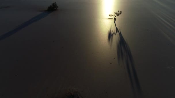 Luchtfoto drone scène van droge twisted tree silhuette met achtergrondverlichting in zonsondergang in de woestijn van een droge glanzend vlak. Reflectie van de zon over de aarde, de camera beweegt richting boom. Barreal de Arauco, Argentinië — Stockvideo