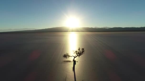 Légi drone jelenet száraz csavart fa silhuette a naplemente egy száraz talaj törött háttérvilágítás. Sivatagi tükörképe a nap, a kamera mozog felé a fa. Barreal de Arauco, Argentína — Stock videók