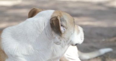 Yüz beyaz ve açık kahverengi köpek yüzünü bir şey arıyorlardı Eğer gibi hareket ayrıntısı.