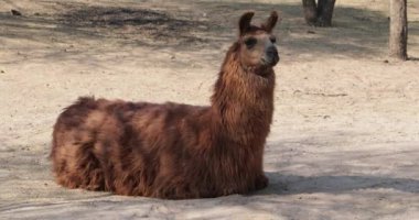 Kahverengi Lama çıplak topraklarında oturan detayını. Devegiller, memeli uzun tüylü pelage yerli andes Dağları ile. Lama glama. Catamarca, Arjantin.