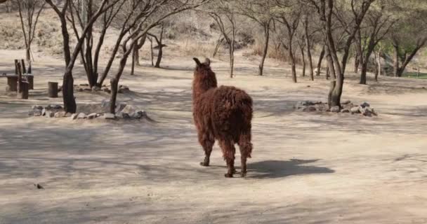 Llama marrom, mamífero com pelagem desgrenhada longa nativa das montanhas dos andes, andando abaixo das árvores. Lama Glama. Catamarca, Argentina . — Vídeo de Stock