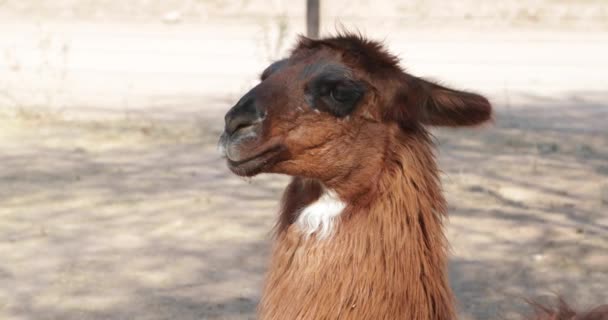 Detalhe da cabeça de Llama marrom olhando e movendo seu rosto. Camelid, mamífero com pelagem desgrenhada longa nativa das montanhas dos Andes. Lama Glama. Catamarca, Argentina . — Vídeo de Stock