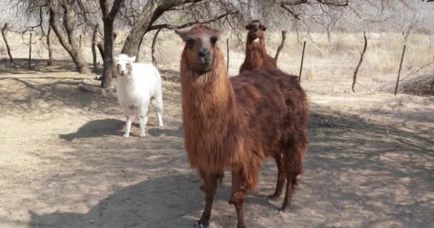 Група три коричневий і білий ламами, лама glama, в його загін стоячи, дивлячись на камеру. Camelid, ссавців з рідного довго кошлатий хутром в Андах. Катамарка, Аргентина. — стокове відео
