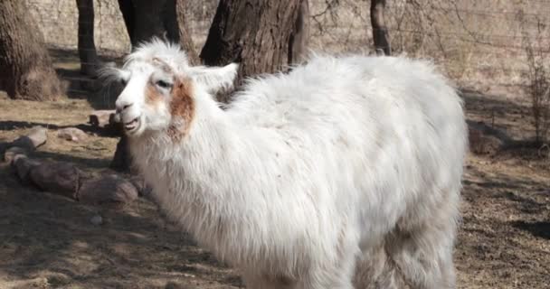 Détail du Lama blanc regardant, mangeant et marchant. Camélidé, mammifère au long pelage hirsute originaire des montagnes andes. Lama Glama. Catamarca, Argentine .