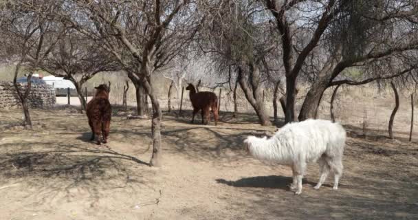 Groep van witte en bruine Lama's, lama glama, bij haar corral. Witte zoogdier zitten. Kameelachtige met lange ruige vacht inwoner van het Andesgebergte. Lama glama. Catamarca, Argentinië. — Stockvideo