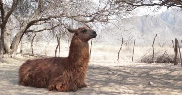 Detalle de Llama marrón comiendo sentado en suelo desnudo en su corral. Camelid, mamífero con pelaje largo y peludo nativo de las montañas de los andes. Lama glama. Catamarca, Argentina . — Vídeo de stock